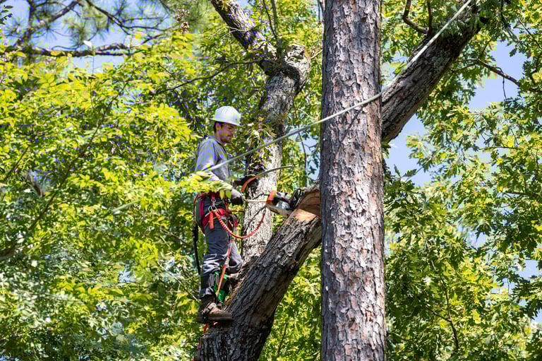 Professional tree trimmer pruning tree limbs