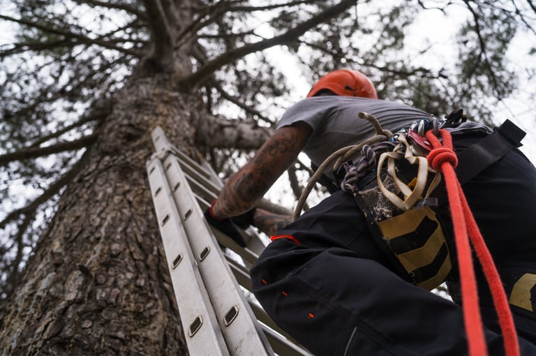 Tree surgeon climbing ladder with safety equipment performing tree maintenance