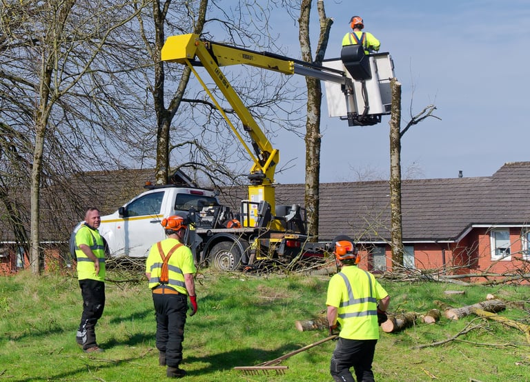 Tree felling by professionals following storm damage