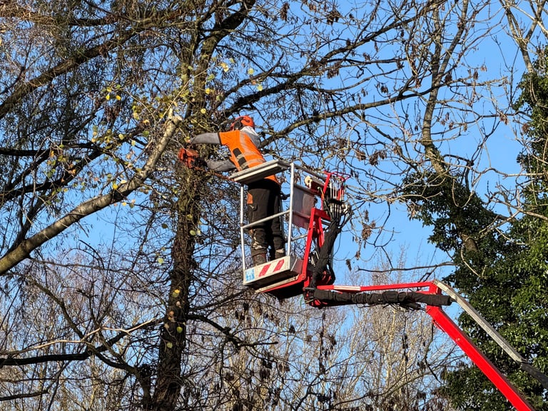 Tree surgeon on cherry picker trimming trees in autumn